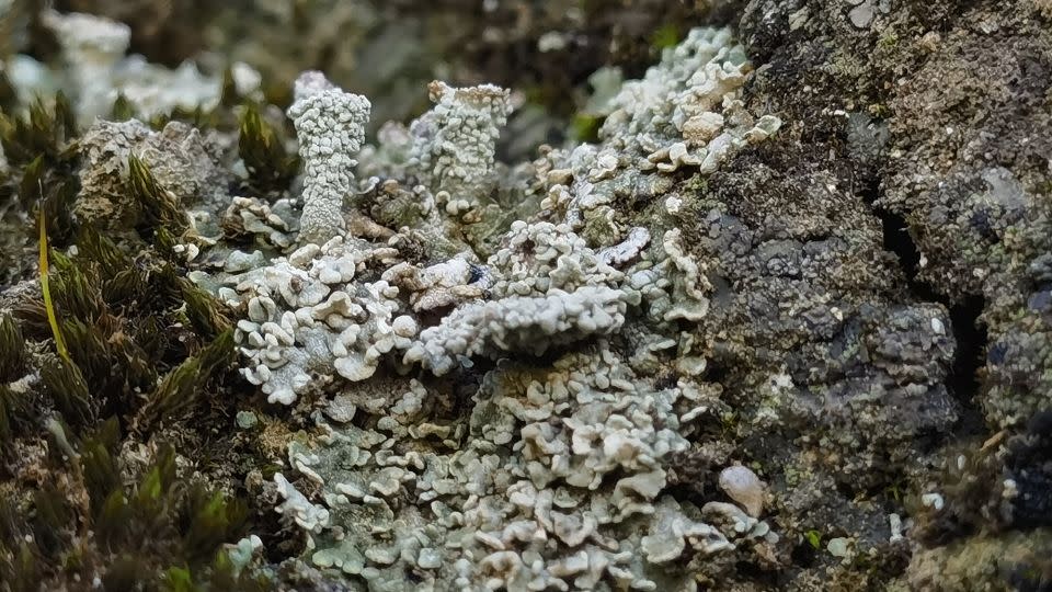 The study authors claim that their work makes a case for exploring the possibility of growing biocrusts to help preserve other rammed earth heritage sites.  - Courtesy of Bo Xiao