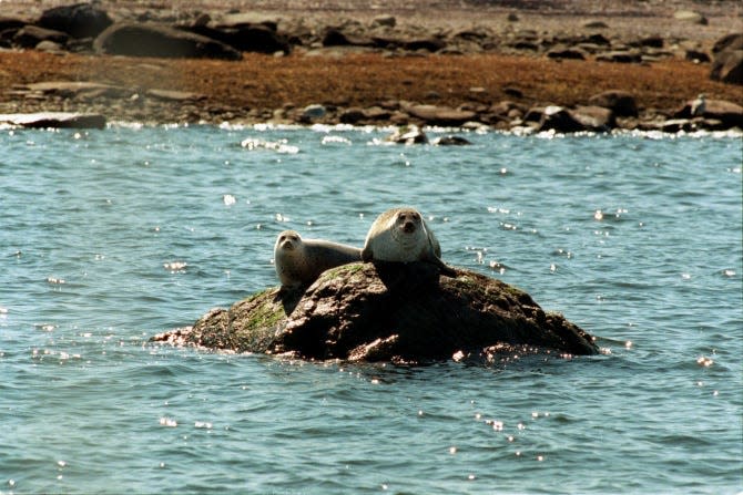 Get a glimpse of visiting harbor seals on a boat tour with Save The Bay.