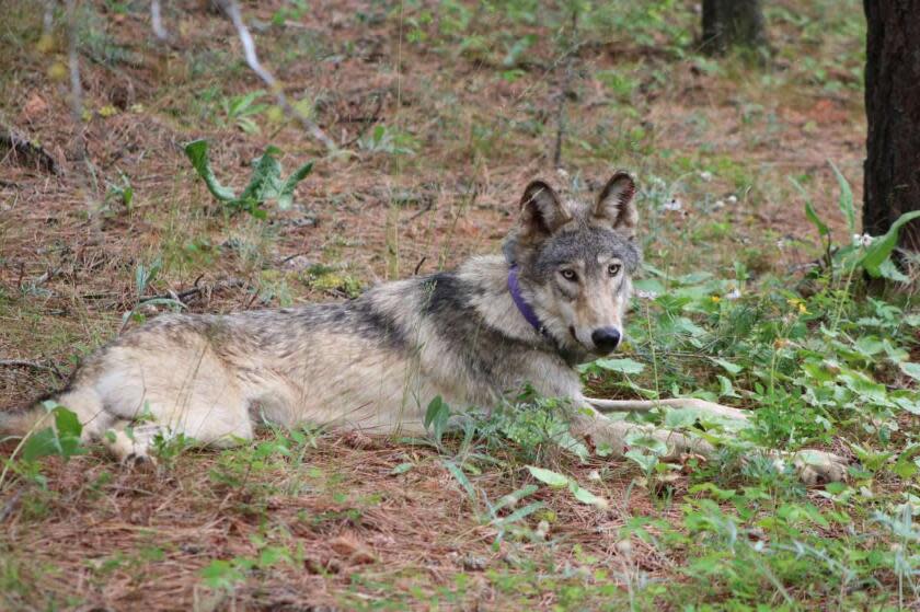 FILE - In this Feb. 2021, file photo released by California Department of Fish and Wildlife shows a protected gray wolf (OR-93), seen near Yosemite, Calif., shared by the state's Department of Fish and Wildlife. The Biden administration is proposing new rules for protecting imperiled species that would reverse changes under former President Donald Trump that weakened the Endangered Species Act. (California Department of Fish and Wildlife via AP, File)