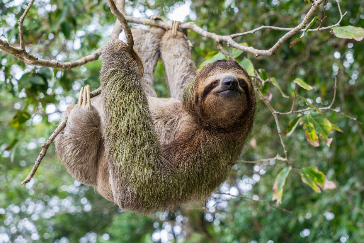 Sloth hanging from a tree in Costa Rica