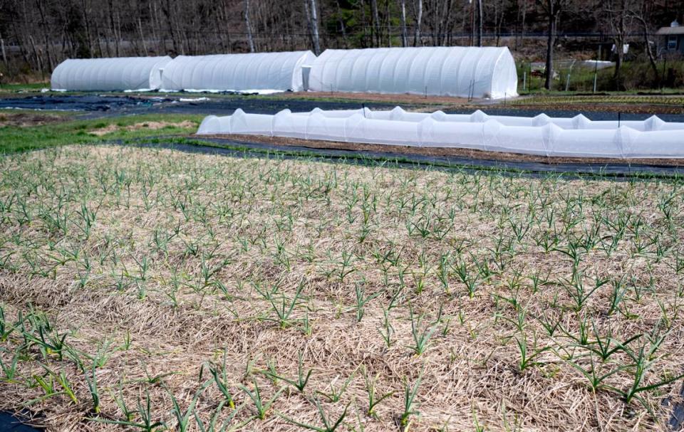 Onions and shallots start to grow at Blackbranch Farm on Tuesday, April 9, 2024.