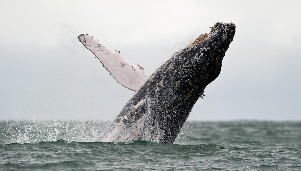 A Humpback whale jumps in the surface of the Pacific Ocean at the Uramba Bahia Malaga natural park in Colombia, on July 16, 2013. Humpback whales (Megaptera novaeangliae) migrate annually from the Antarctic Peninsula to peek into the Colombian Pacific Ocean coast, with an approximate distance of 8,500 km, to give birth and nurse their young. Humpback whales have a life cycle of 50 years or so and is about 18 meters. AFP PHOTO/Luis ROBAYO