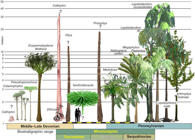 Panel des différentes espèces d’arbres et leurs hauteurs à l’époque du Dévonien moyen au Pennsylvanien et une comparaison avec la nouvelle espèce découverte. 