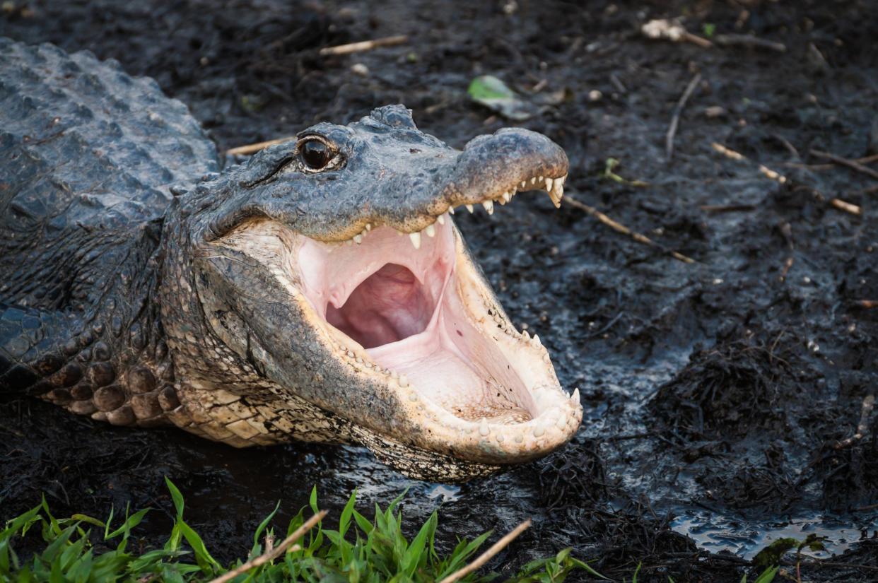 Photo capturing an alligator: istock/Getty Images