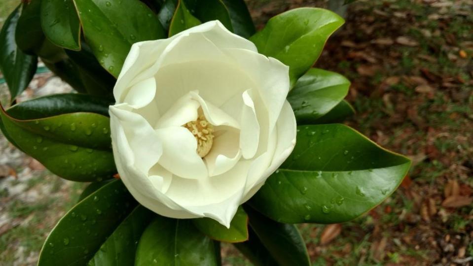 Southern magnolia bloom, ready to open.