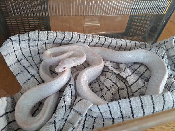 The snake was retrieved and taken in by Idlewild Animal Sanctuary. (Reach)
