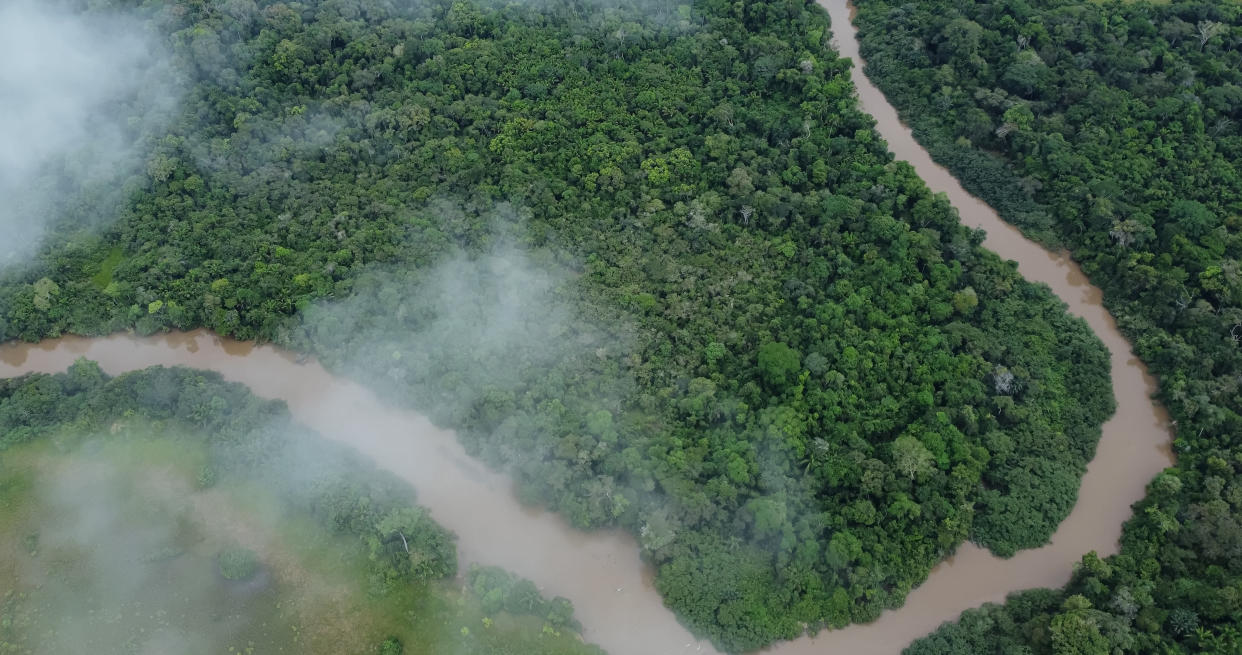 Auf einer Expedition konnte ein Team von Wissenschaftler*innen im Amazonas-Dschungel eine neue Art der Grünen Anakonda entdecken. (Symbolbild: Getty Images)