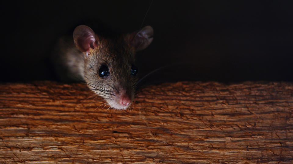 A man has detailed the moment he woke up to find a rat eating his face. Source: Getty