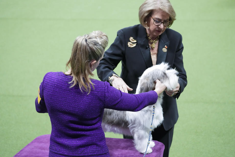Buddy Holly, a Petit basset griffon vendeen, competes in the best in show competition during the 147th Westminster Kennel Club Dog show, Tuesday, May 9, 2023, at the USTA Billie Jean King National Tennis Center in New York. Buddy Holly won best in show. (AP Photo/Mary Altaffer)