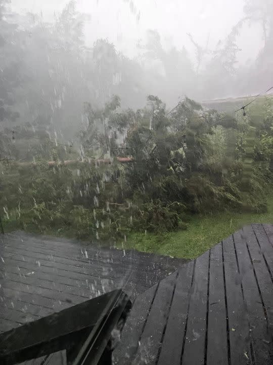 A fallen tree in Bullard. Photo courtesy of Sissy Bellar.