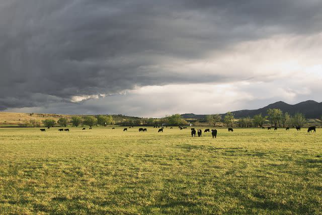 Colorado Rancher and 34 Cows Killed by Lightning Strike Amid Memorial Day Storms