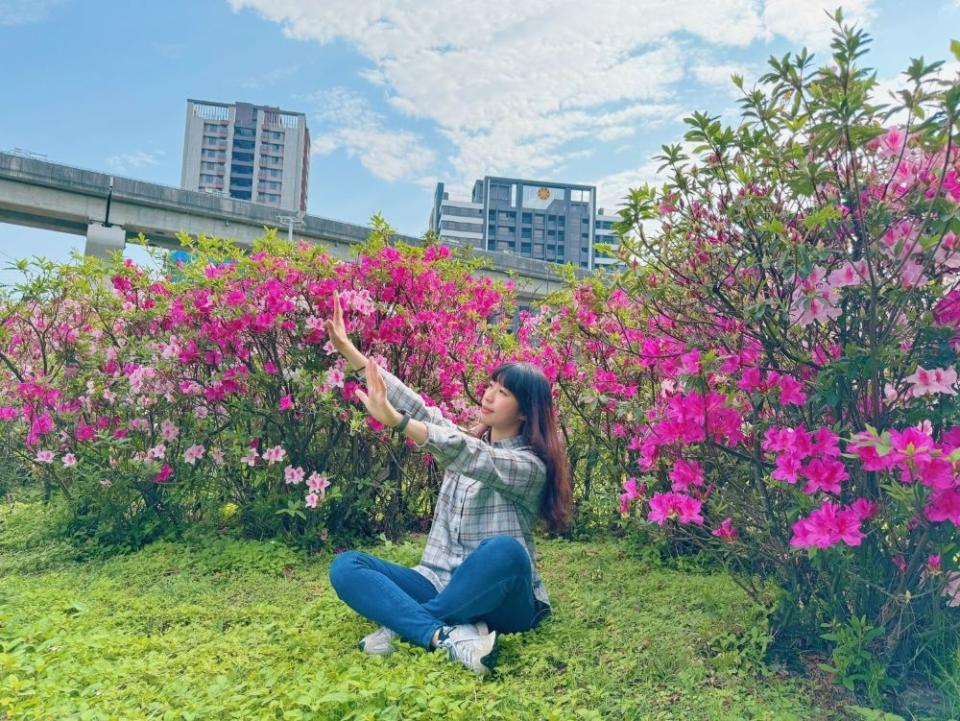 《圖說》新北河濱三重荷花園區的杜鵑花熱情盛開。〈高灘處提供〉