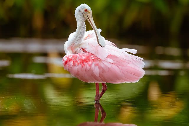 <p>Getty Images</p> Roseate spoonbill on the water