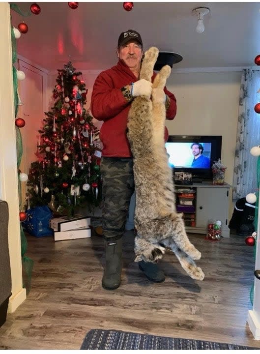 Dan Stanford caught the biggest lynx of his five-decade career last Thursday. He's estimating it to be about 45 pounds.