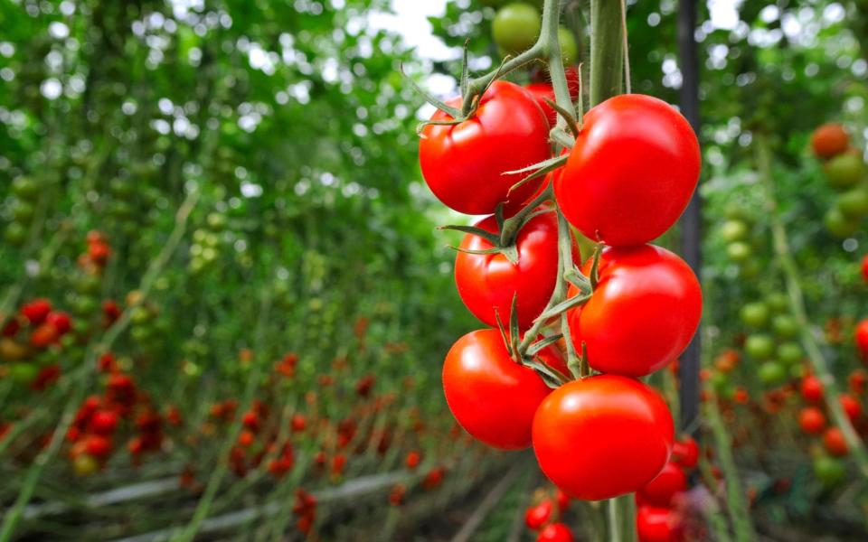 Start growing your own tomatoes with help from The Tomato Club  - Getty Images 