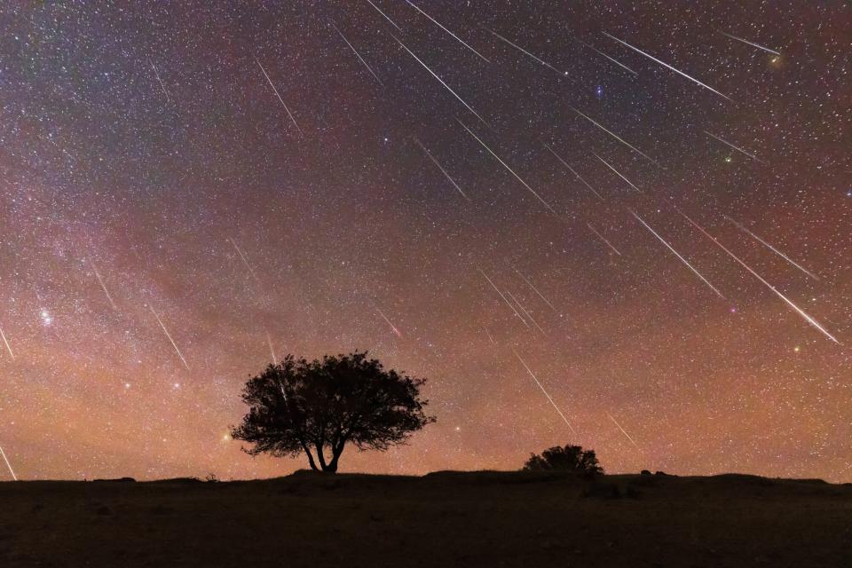 A tree in the prairie under the Geminid meteor shower