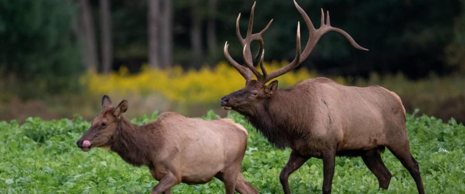 Elk in Pennsylvania