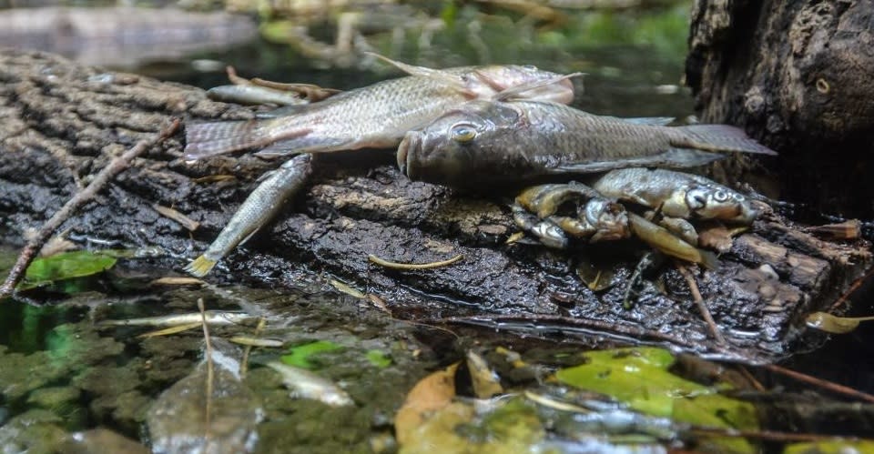 Peces muertos en lago de Chapultepec