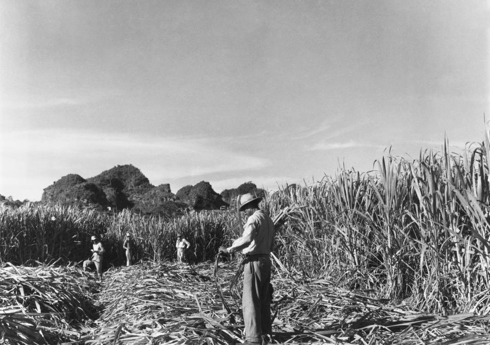 Laborers cutting sugarcane in Vega Baja, Puerto Rico, circa 1950.