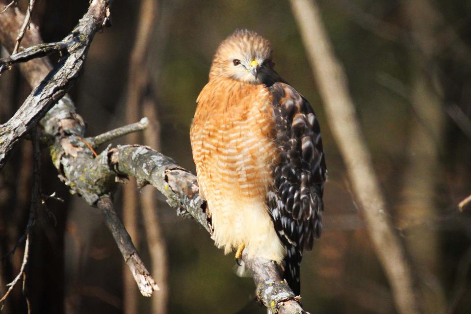 By fluffing feathers over their feet in cold weather, birds like this red-shouldered hawk employ one means of conserving body heat.