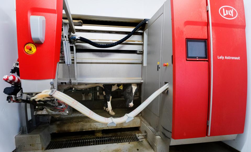 A cow enters a robotic milking machine at Gault Valley Farms in Neosho. The third-generation family farm has purchased five robotic milking machines that allow cows to be milked at times of their choosing. Kathleen Gallagher says Midwestern agriculture must embrace such technology more rapidly.