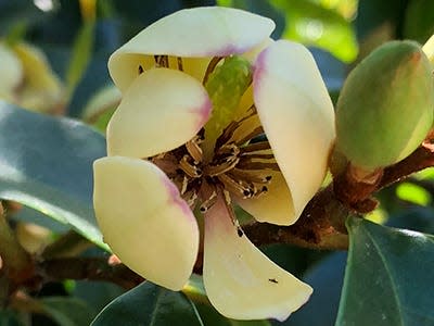 Banana shrub will reward you with loads of beautiful blooms with a sweet banana fragrance.