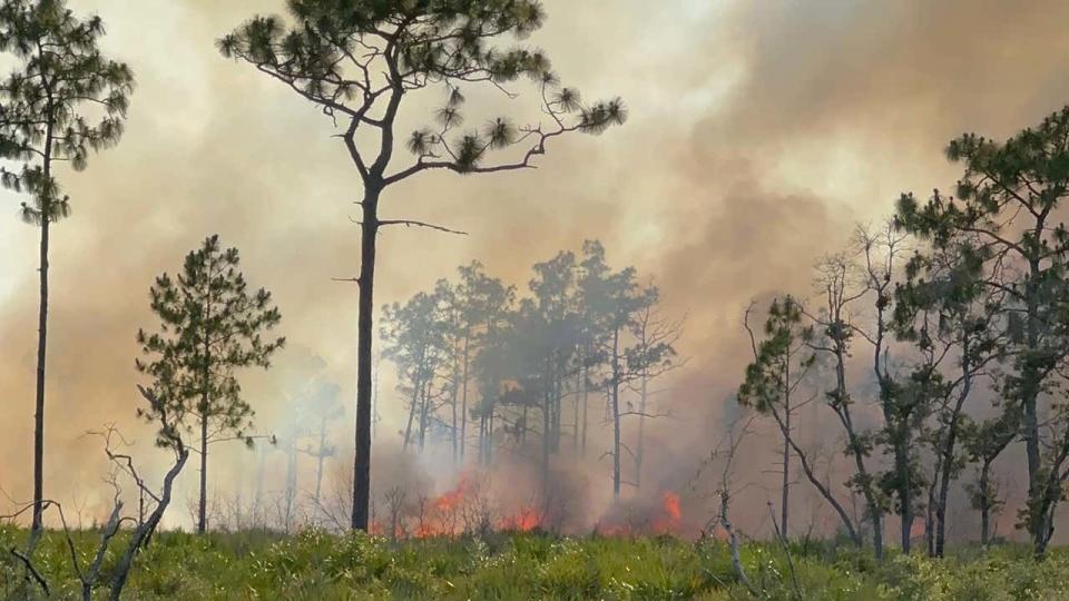 <div>Seminole Co. brush fire (Credit: Norman Reyburn)</div>