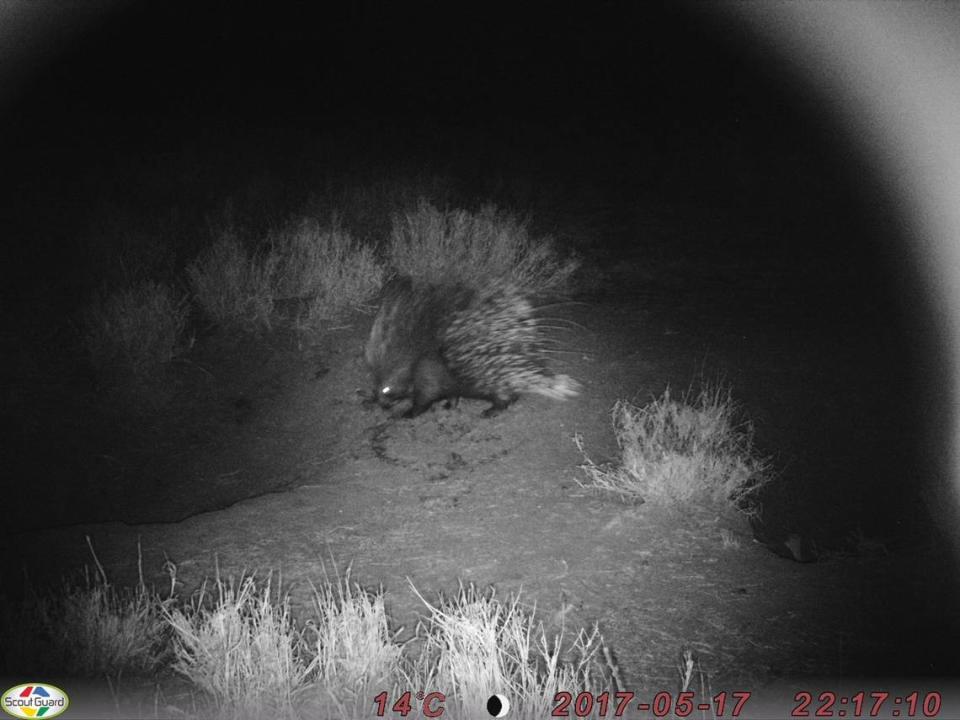 Porcupine photographed outside one of the dens