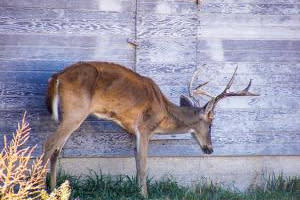 Whitetail buck, sick with CWD.