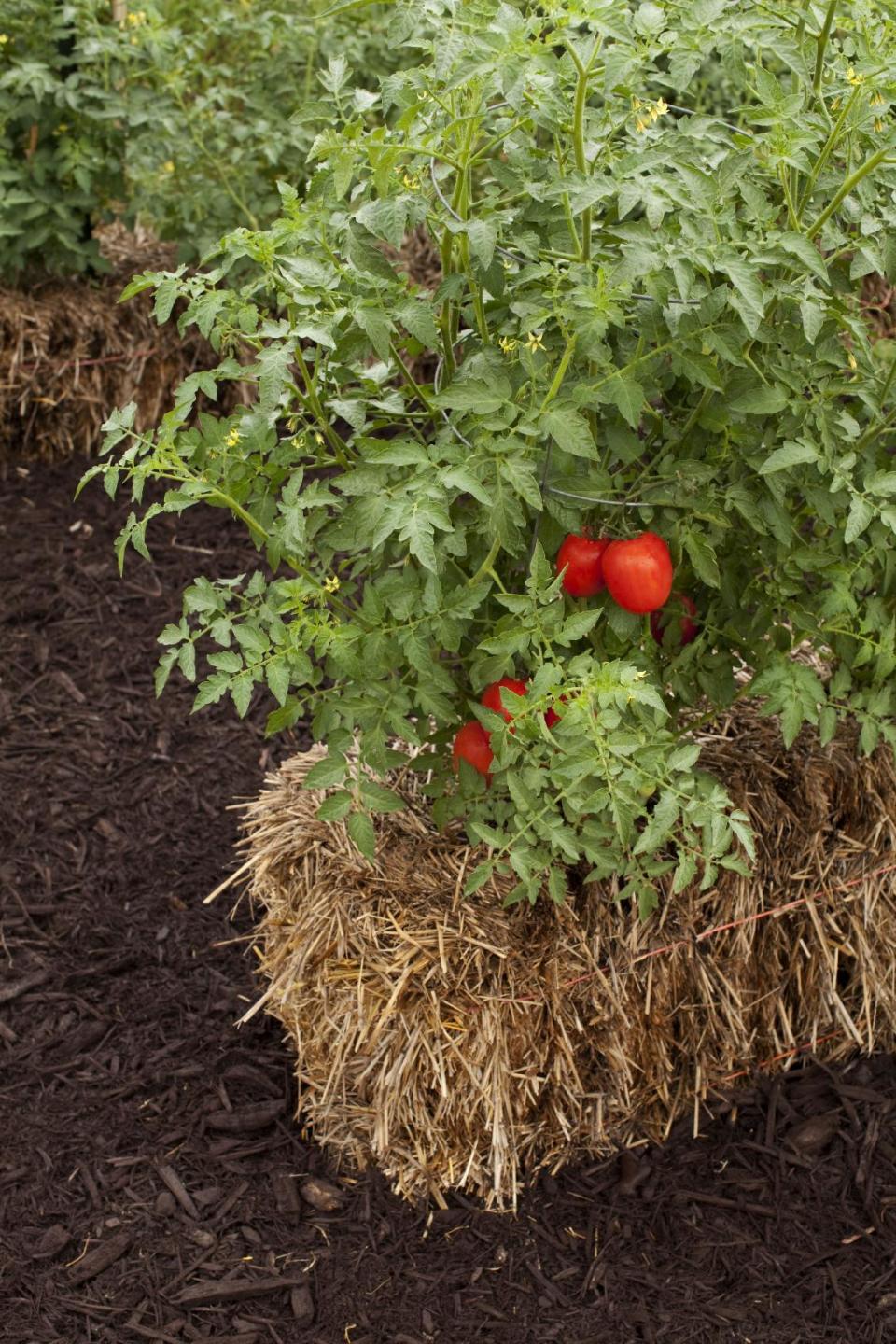 In this publicity photo provided by Cool Springs Press, tomato plants flourish in straw bales lining the garden of Minnesota author, Joel Karsten. He is the leading evangelist of a straw-bale gardening movement that has become one of this summer's hottest gardening trends. (AP Photo/Cool Springs Press, Tracy Walsh/Poser Design)