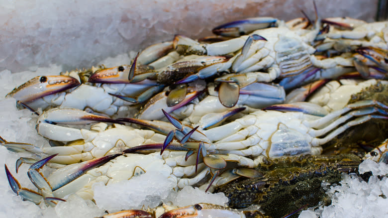 Blue crabs on ice