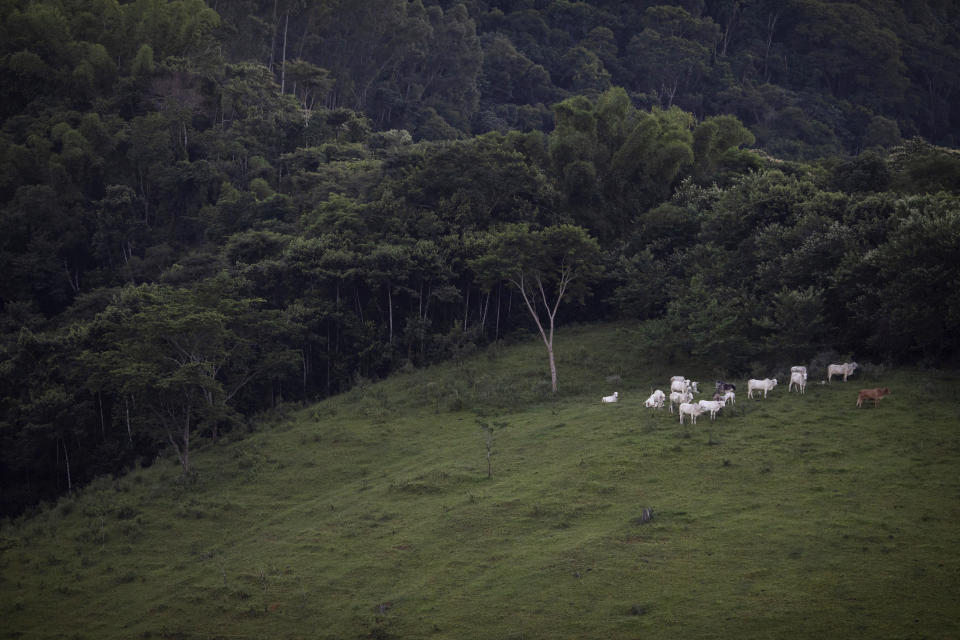 Cattle graze next to a fragment of the Atlantic Forest in Silva Jardim, Brazil, Thursday, April 18, 2019. (AP Photo/Leo Correa)