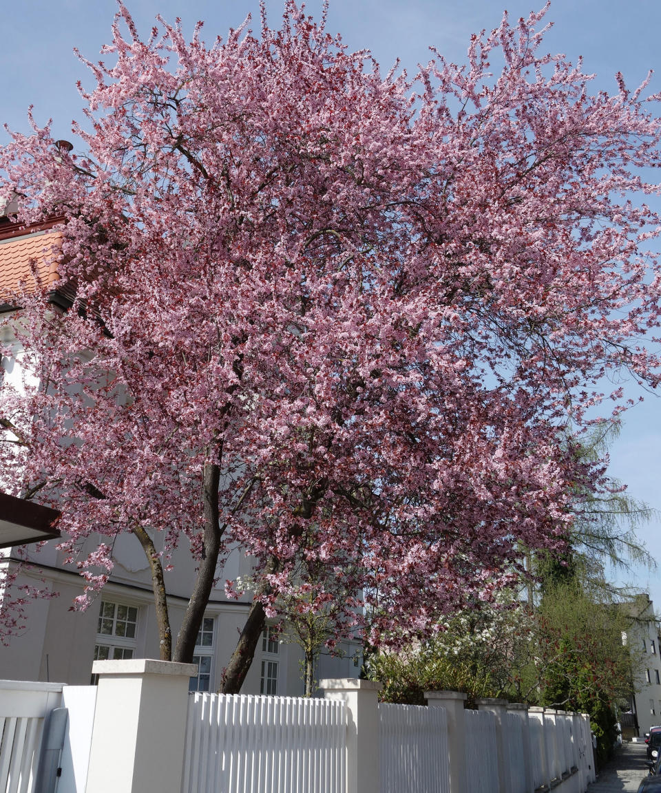 9. Black cherry plum tree