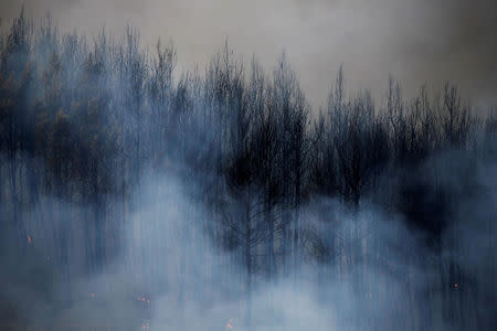 Smoke rises from burned trees during a wildfire near the village of Metochi, north of Athens, Greece, August 14, 2017. REUTERS/Alkis Konstantinidis