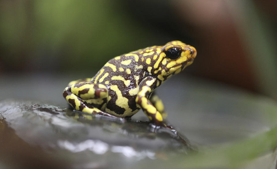 An Oophaga histrionica small red head stands at the “Tesoros de Colombia” frog breeding center in Cundinamarca, Colombia, Tuesday, April 23, 2019. When raised in captivity the histrionicas are no longer poisonous, because they have a different diet than wild specimens. (AP Photo/Fernando Vergara)