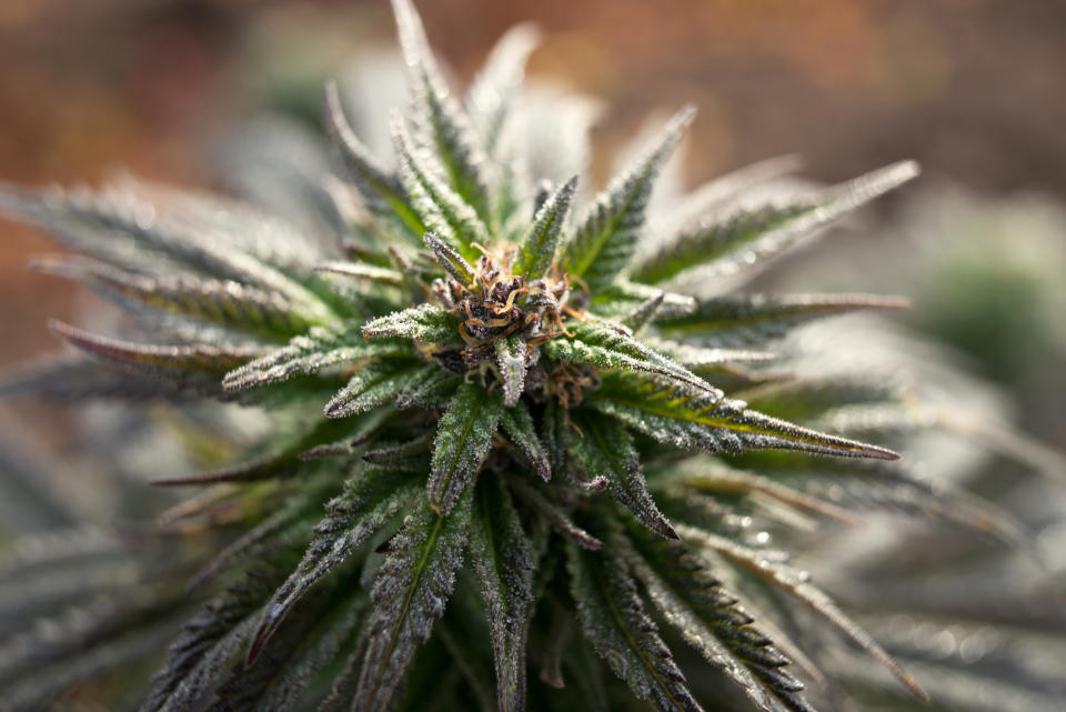 An up-close look at a flowering cannabis plant.