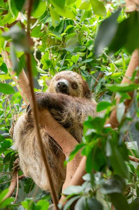 Berry the two-toed sloth seen hanging out in the Oregon Zoo's rainforest habitat