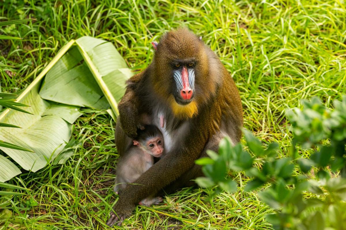 New baby mandrill born earlier this month at Columbus Zoo and Aquarium