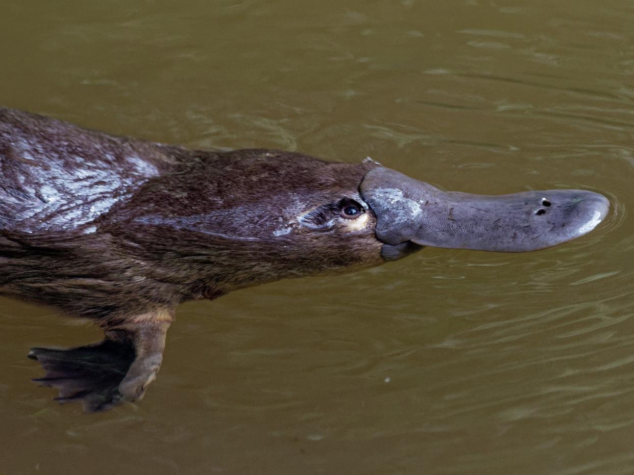 Scientists are calling for greater protection for the duck-billed platypus which lives in eastern Australia's rivers: Getty