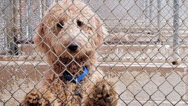 Founder of Poodle Rescue Arrested on Charges of Animal Cruelty