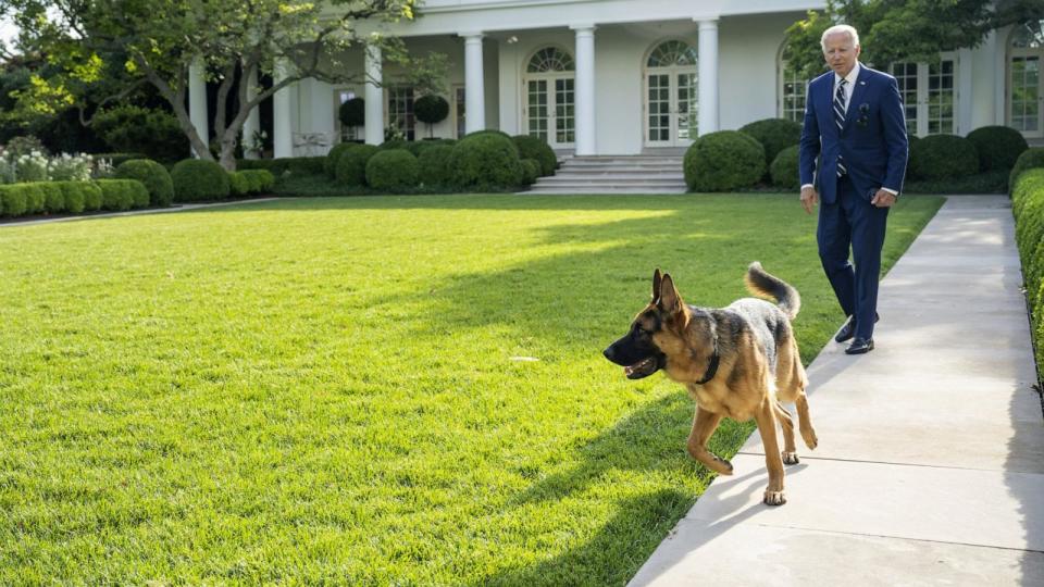 PHOTO: In this June 21, 2022, file photo, President Joe Biden walks with his dog Commander, in the Rose Garden of the White House, in Washington, D.C. (UIG via Getty Images, FILE)