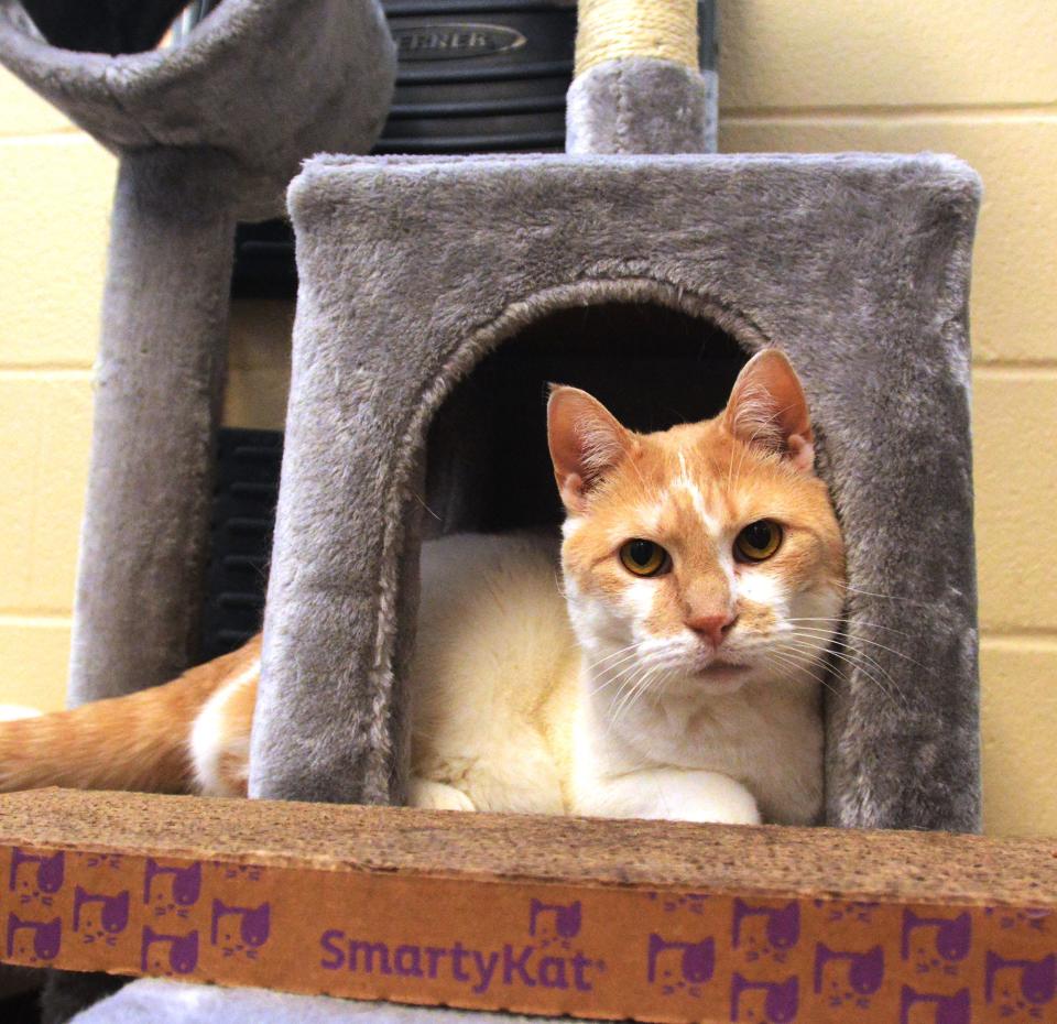 Cashew, a 6-year-old domestic shorthair, relaxes in a cat tower Thursday. Cashew is up for adoption at the Connecticut Humane Society in Waterford.