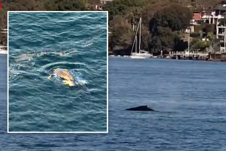 The entangled whale seen in two aerial shots in above Sydney Harbour. 