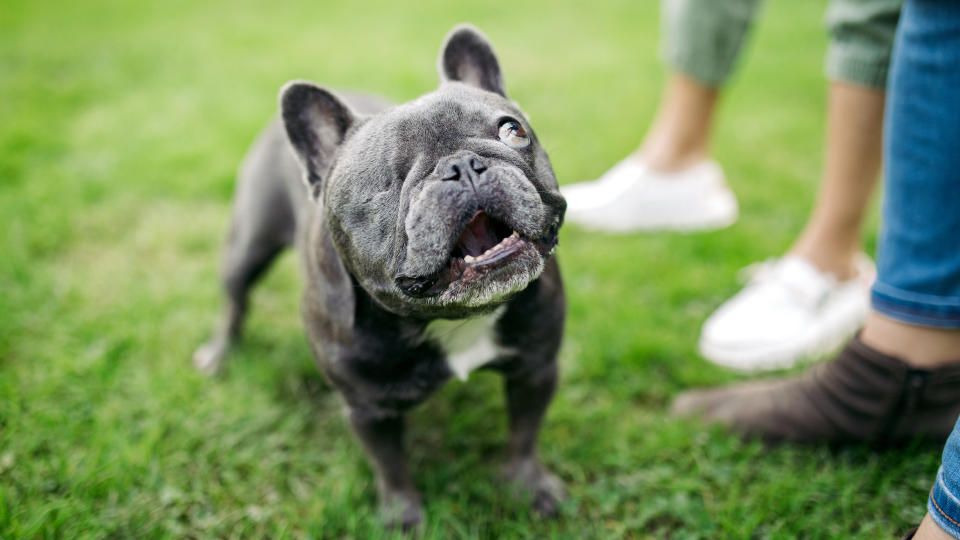 Cute French bulldog pup with one eye removed