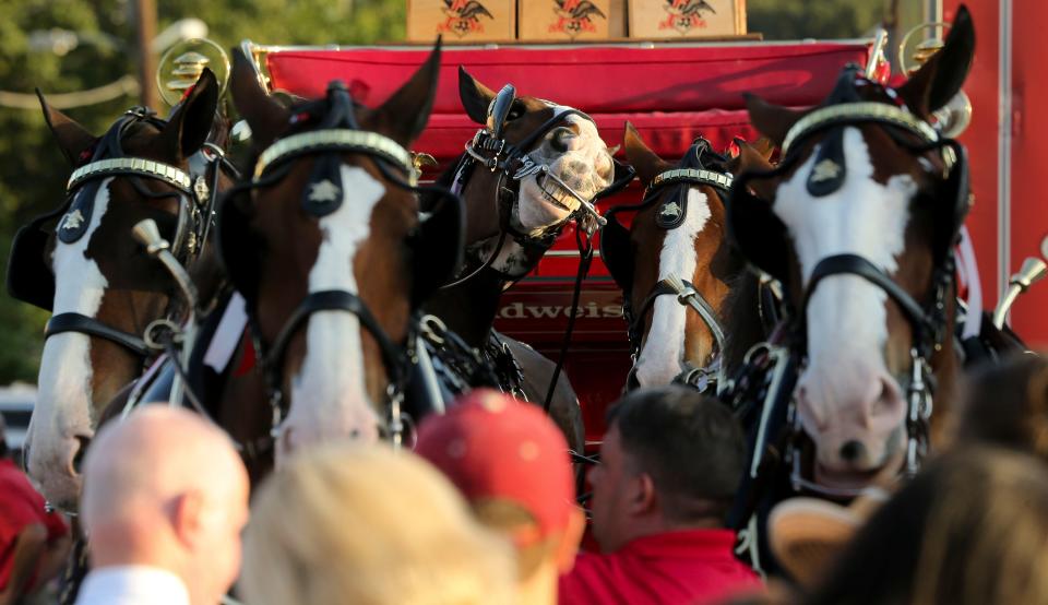 The Budweiser Clydesdales made an appearance at Innisfree Irish Pub Thursday, Sept. 26, 2019. One horse in the team of eight appears to be happy to be here. [Staff Photo/Gary Cosby Jr.]