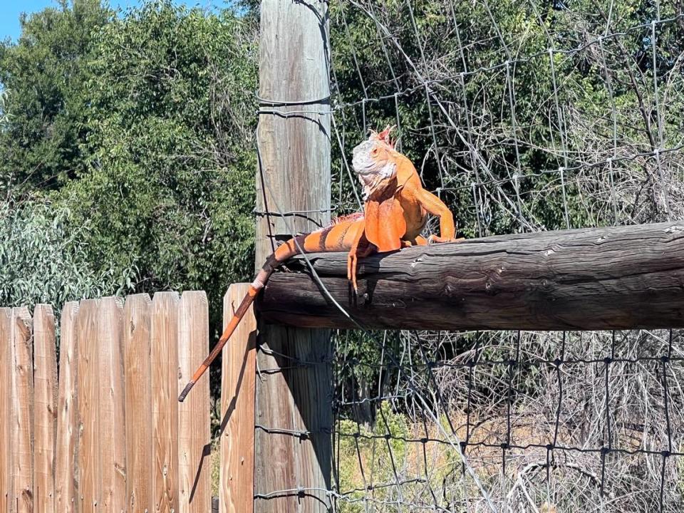 A 3-foot-long, 10-pound orange iguana was rescued from Cherry Creek State Park near Denver, Colorado wildlife officials say.