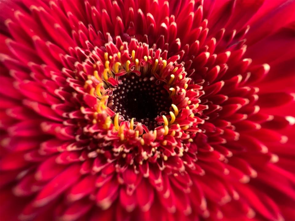 The iPhone 13 Pro now lets you take macro photos, allowing you to focus on a subject as close as 2cm. (Image: Apple)