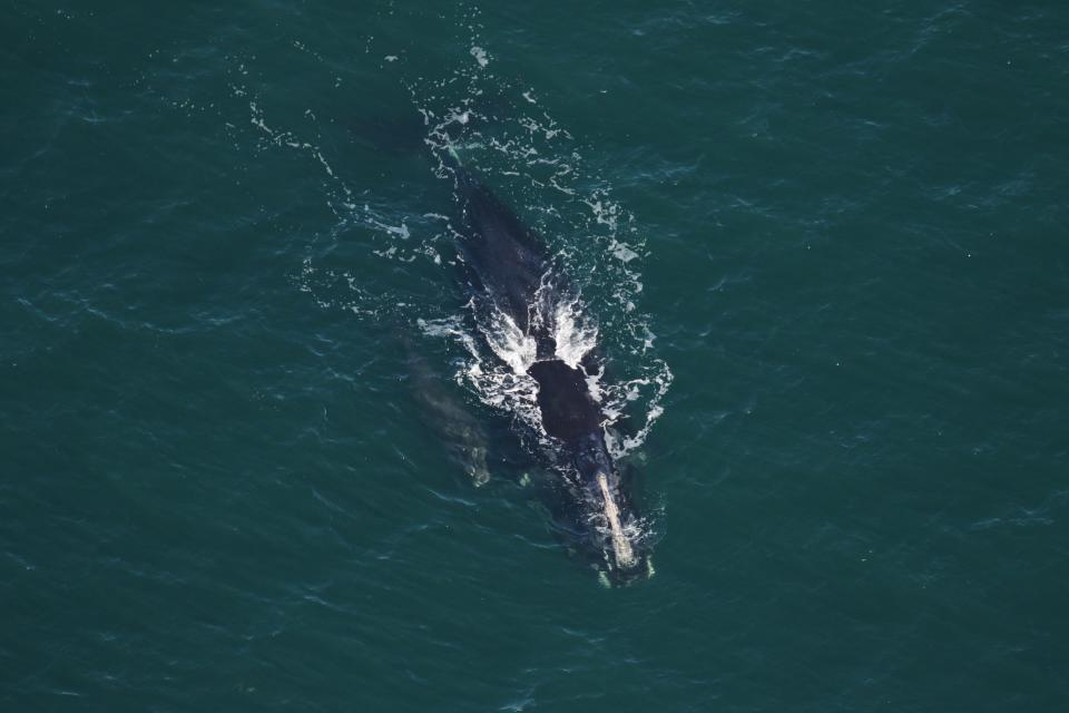The North Atlantic right whale named Smoke and her newborn calf were first sighted in December about seven nautical miles east of St. Catherines Island in Georgia. The pair, part of a group of right whales congregating in Cape Cod Bay, swam into the Cape Cod Canal Sunday, stopping maritime traffic for about five hours. North Atlantic right whales regularly visit Cape Cod Bay and are considered critically endangered.