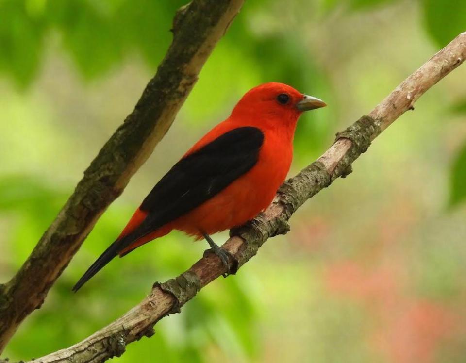 The scarlet tanager eats insects and fruit.