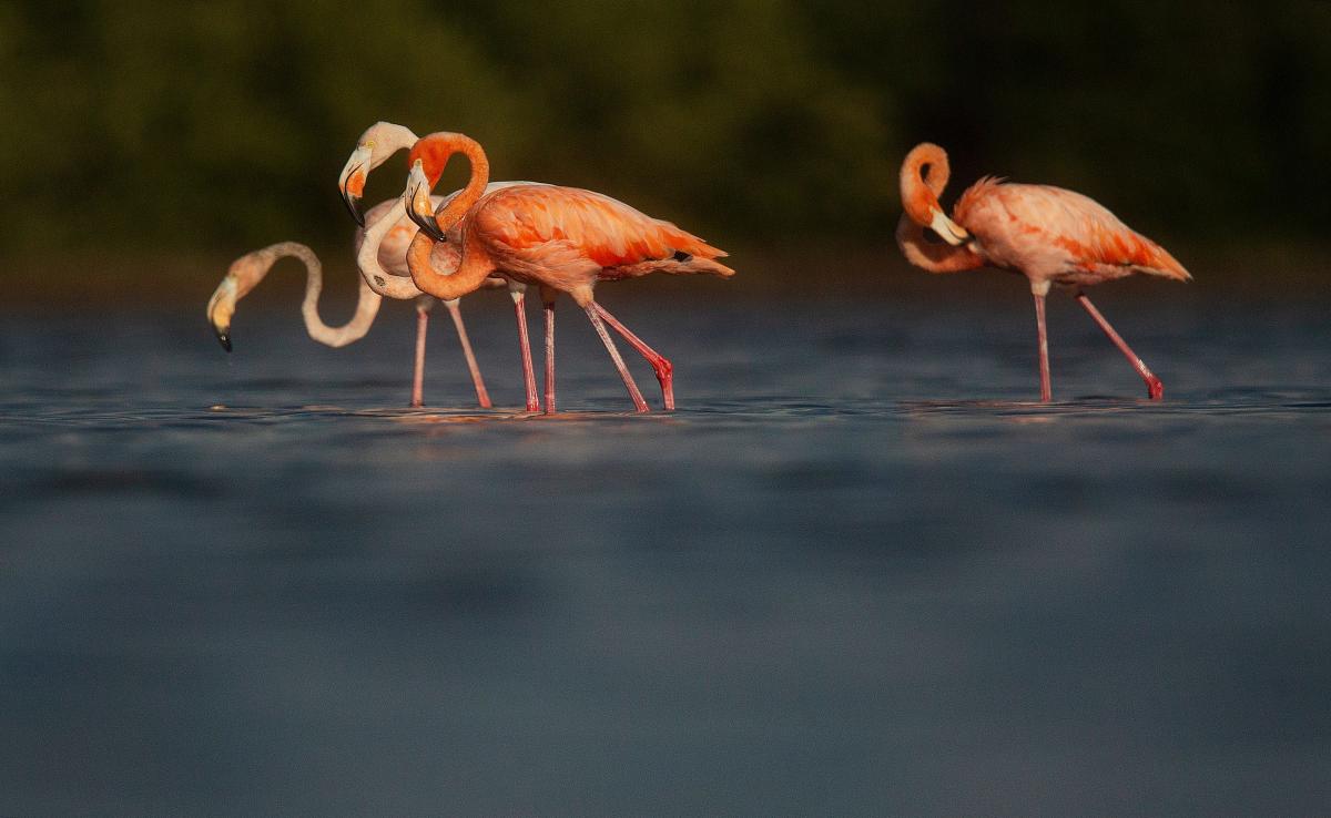 A 'pink wave' could be good news for Flamingo conservation in Florida